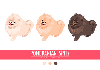 Pomeranian Spitz cream, orange and dark isolated on white background. Cute Poms puppies. Small German spitz. Little dogs.