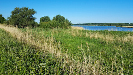 Reed field with willows along river Nieuwe Merwede, Biesbosch National Park, Netherlands