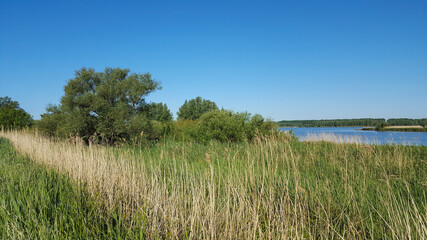 Reed field with willows along river Nieuwe Merwede, Biesbosch National Park, Netherlands