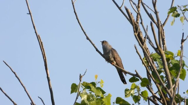 Kuckuck&nbsp;(Cuculus canorus)