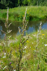 Flowering False oat-grass (Arrhenatherum elatius)