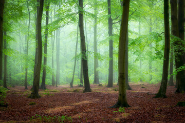 Beautiful foggy morning in green forest