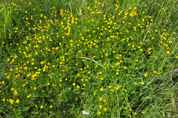 Field with Creeping buttercup (Ranunculus repens)