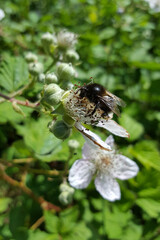 Black form of Garden bumblebee (Bombus hortorum) on old flower of Blackberry