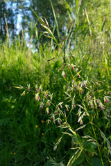 Flowering False oat-grass (Arrhenatherum elatius)