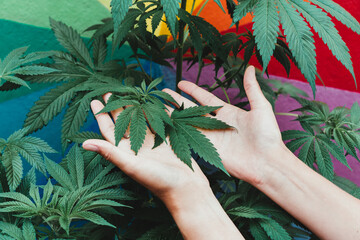 Young woman growing marijuana plants inside a farm - Cannabis medicine, healthy lifestyle and...