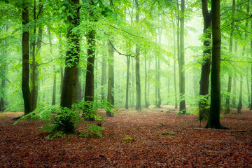 Obrazy na Szkle  Piękny mglisty poranek w zielonym lesie