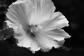 Fototapeta na wymiar Hibiscus in Black and white