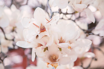 cherry tree blossom