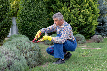 Man  middle aged  trimming Hedge In Garden