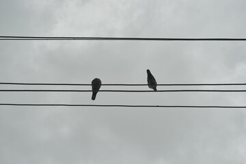 Birds on electrical wires under a cloudy, closed sky