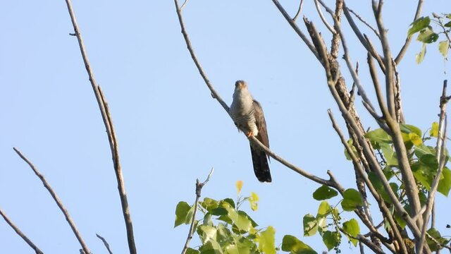 Kuckuck&nbsp;(Cuculus canorus)