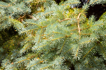 Cones on pine with resin, shallow deep of field. Selective focus.