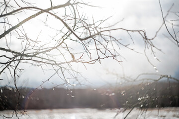 tree branches in spring.Drops after rain on a tree.The bokeh effect.Early spring.Bare branches