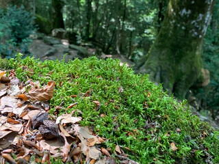Musgo en el bosque de verano