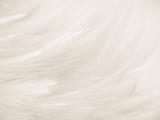 Fototapeta premium Beautiful abstract gray and white feathers on white background, soft brown feather texture on white pattern background, yellow feather background