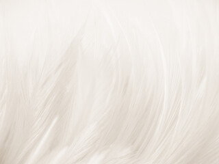 Obraz premium Beautiful abstract gray and white feathers on white background, soft brown feather texture on white pattern background, yellow feather background