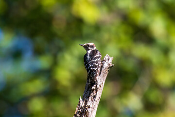bird on a tree branch