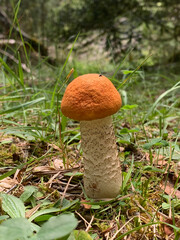 Hongo Phallus Impudicus en el Pirineo