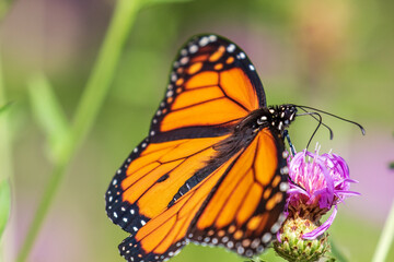 monarch butterfly on flower