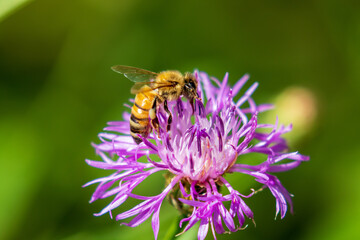 bee on a flower