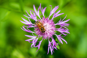 bee on a flower