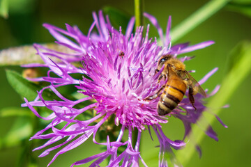 bee on a flower