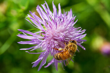 bee on a flower