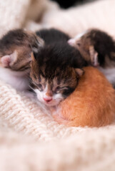 Newborn kittens.  Yellow, black and white tabby kittens. Kittens with eyes closed.