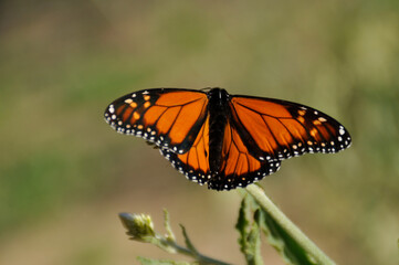 A large orange monarch butterfly feeding on milkweed