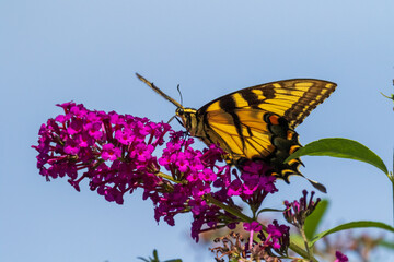 butterfly on flower