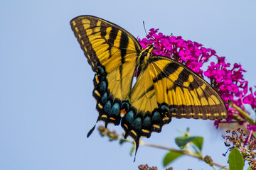 butterfly on a flower
