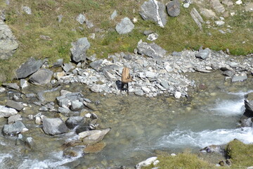 CAMOSCI, VALLONE DEL LEVIONAZ, VALSAVARENCHE