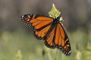 Fototapeta na wymiar A large orange monarch butterfly feeding on milkweed