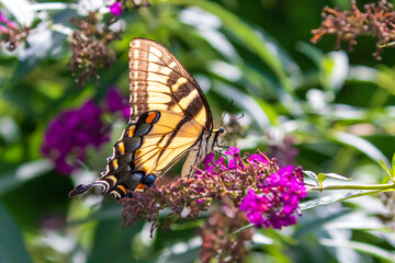 butterfly on purple flower