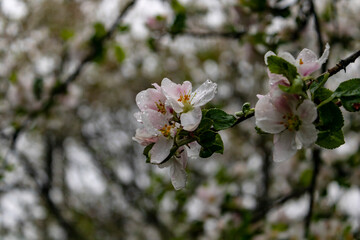 apple tree blossom