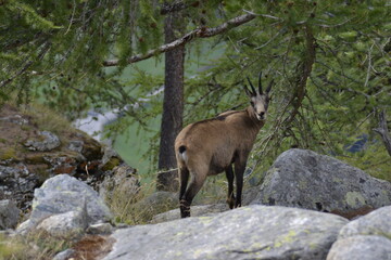 CAMOSCI, VALLONE DEL LEVIONAZ, VALSAVARENCHE