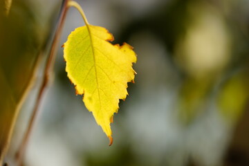 Yellow birch tree leaf on the branch in autumn garden at sunny day, macro photo.