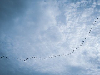 V shape geeses flying found in my village