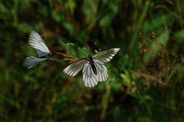 Two black-veined white butterflies (Aporia crataegi) is flying over the grass, selective focus,...