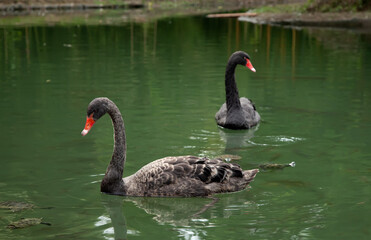 Black Swan foreground in a summer pond. Portrait of a bird. Wildlife.