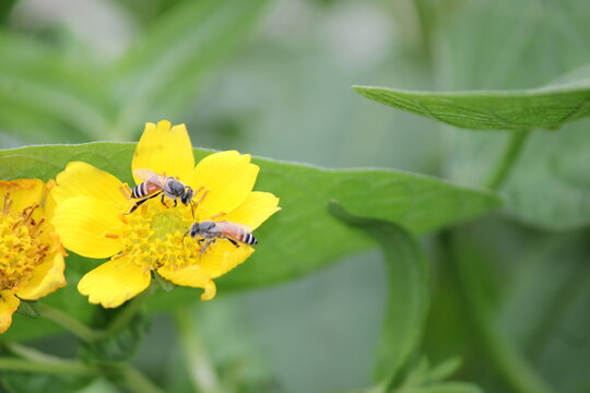 Yellow flower and bee. Flower Guizotia abyssinica close view.