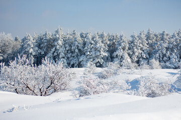 Pine trees covered in full snow during heavy snowing with plants in front and clear sky