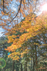 Beautiful Mountain Lu geopark landscapes in late autumn, Jiujiang, Jiangxi, China