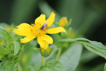 Yellow flower and bee. Flower Guizotia abyssinica close view.