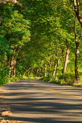 Sunset scenery of old road