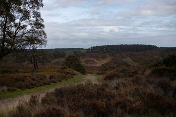 Path to forest in fields of heather
