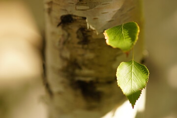 Two green birch tree leaves grow from trunk in sunny garden