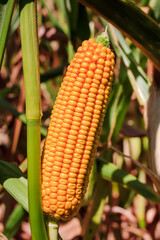 corn on the stalk. Ear of yellow corn on the stalk