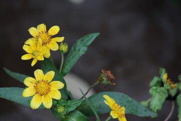 Yellow flower and bee. Flower Guizotia abyssinica close view.